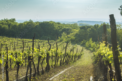 Vineyard in Lower Austria
