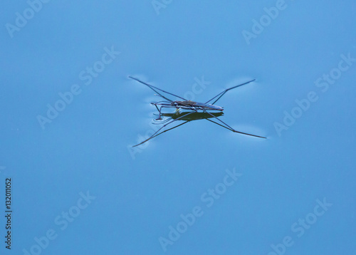 Gerridae on the water surface © svenaw