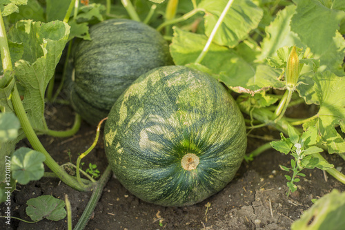 Close-up view of unripe pumpkins.