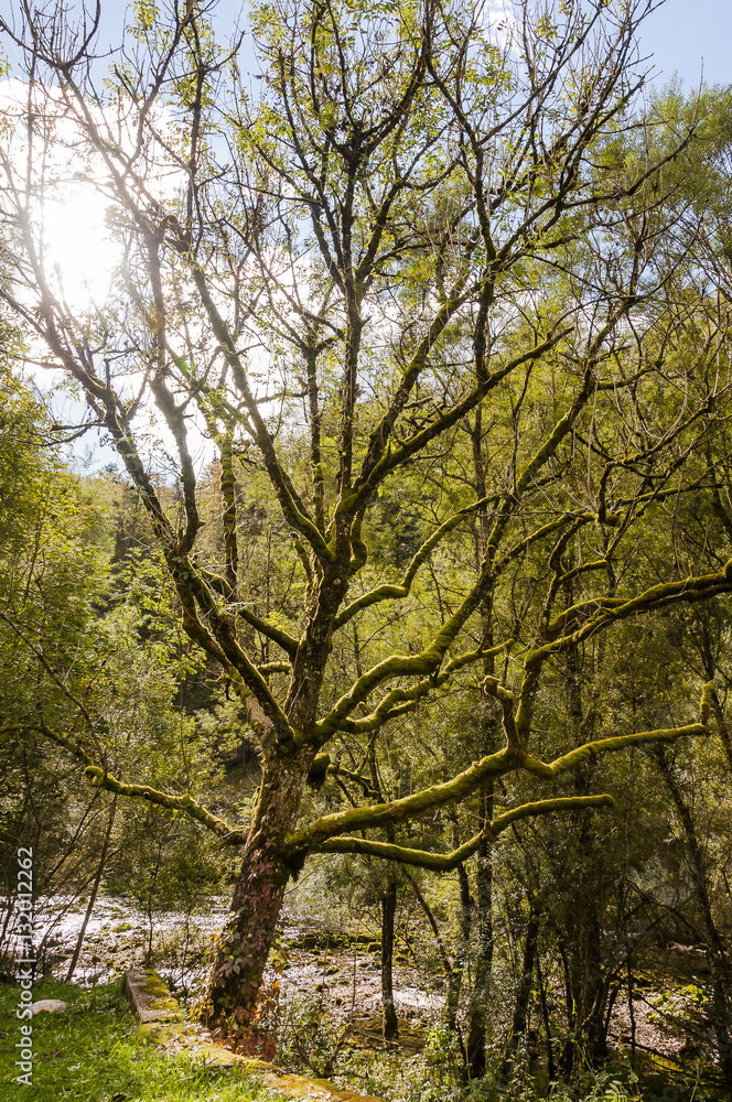 Noiraigue, Val de Travers, Jura, Areuse, Fluss, Areuseschlucht, Schlucht, Wald, Waldweg, Herbst, Herbstfarben, Moos, Herbstlaub, Schweiz Noiraigue, Val de Travers, Jura, Areuse, Fluss, Areuseschlucht, Schlucht, Wald, Waldweg, Herbst, Herbstfarben, Moos, Herbstlaub, Schweiz