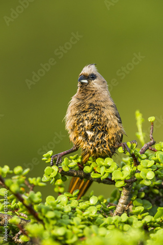 Speckled Mousebird sunning its belly after feeding