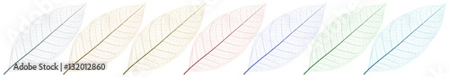 ossatures colorées de feuilles mortes, fond blanc © Unclesam