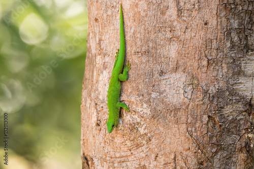 Phelsuma madagascariensis day gecko, Madagascar