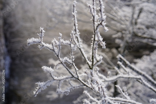 White Frost © gorija10