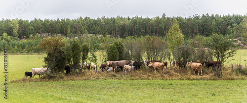 Cows on field  © tommitt