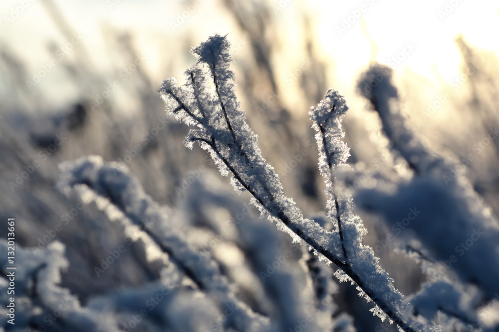 branch of the plant covered with snow winter macro branch of the plant covered with snow winter macro