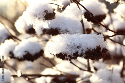 branch of the plant covered with snow winter macro