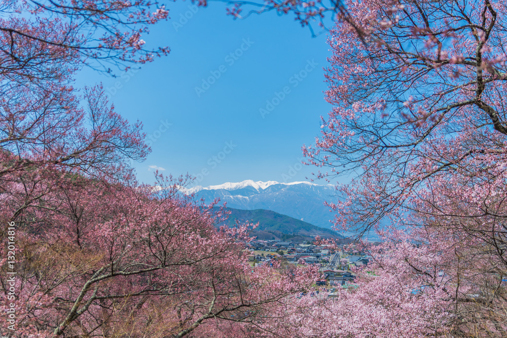 Cherry Blossom in Takato