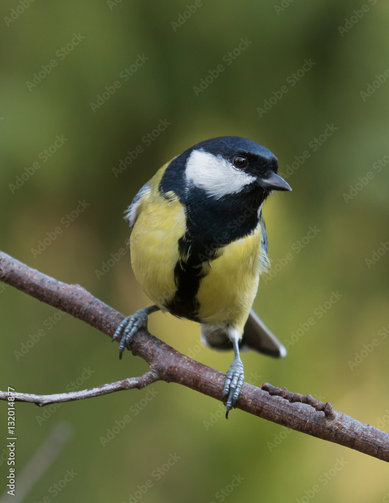 Great tit (Parus major). Great tit (Parus major).