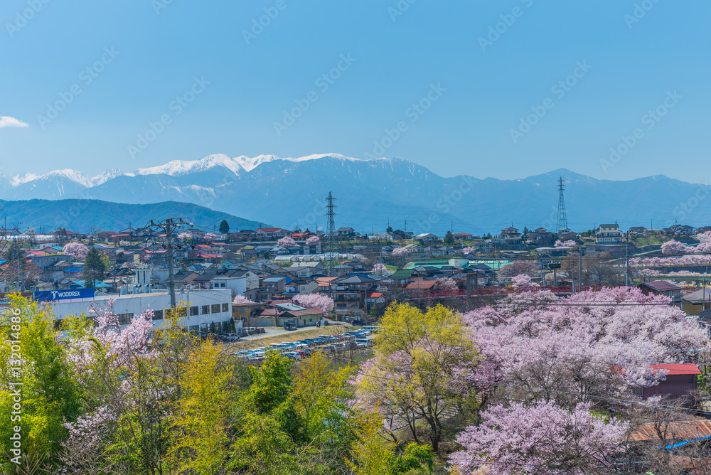 Cherry Blossom in Takato