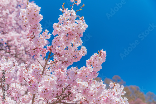 Pink cherry blossom