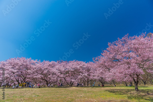 Cherry Blossom in Takato