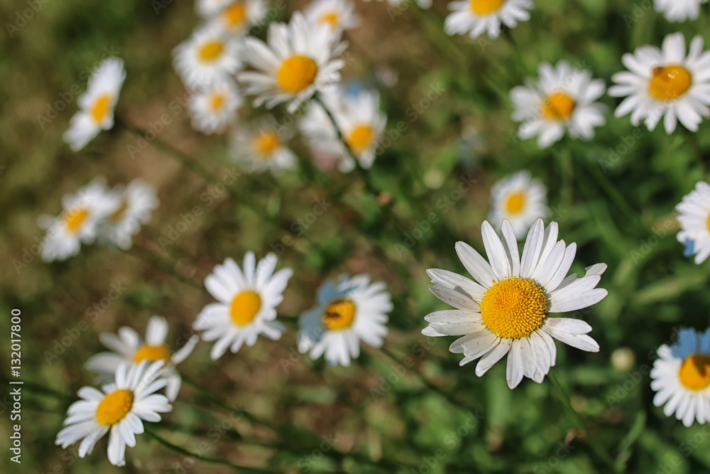 daisy bush flowering in summer daisy bush flowering in summer