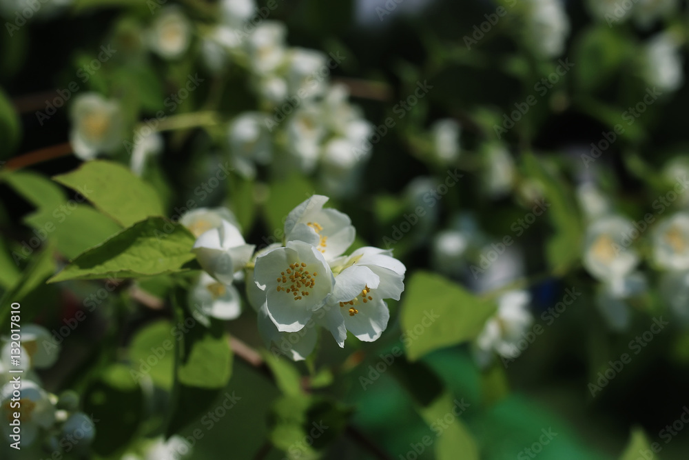 Fototapeta premium daisy and jasmine bush in summer