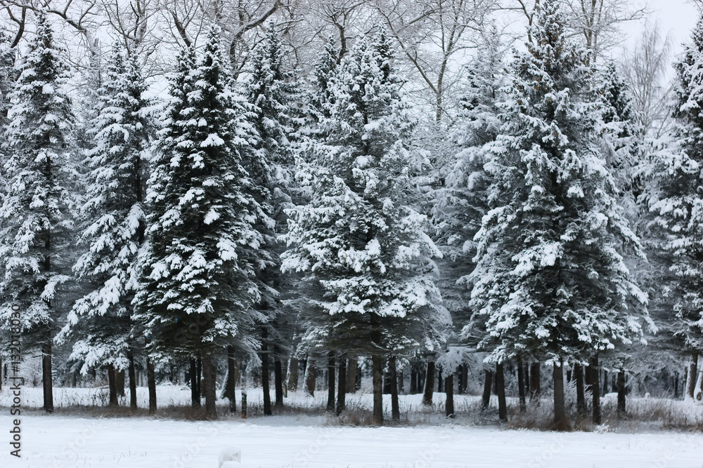 winter snow on fir tree