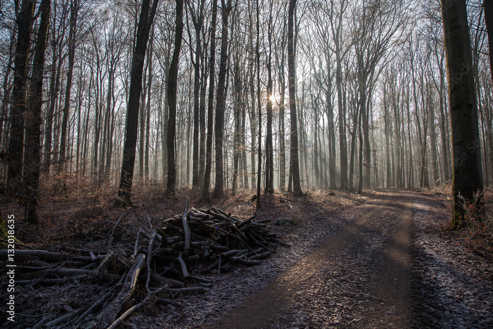 Fototapeta premium Late Fall / Coniferous Forest / Slender tree.