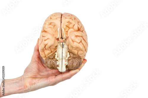 Hand holds model human brain on white background photo