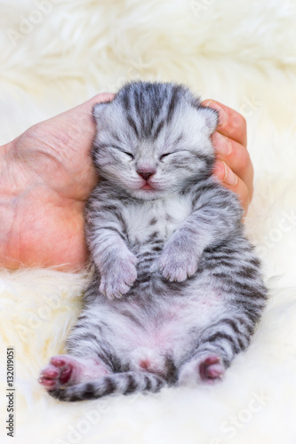 Newborn cat lying sleepy in hand on fur