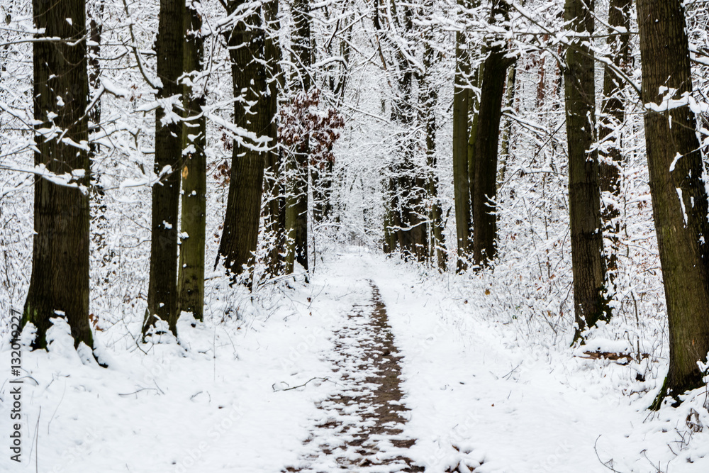 winterlicher Wald winterlicher Wald