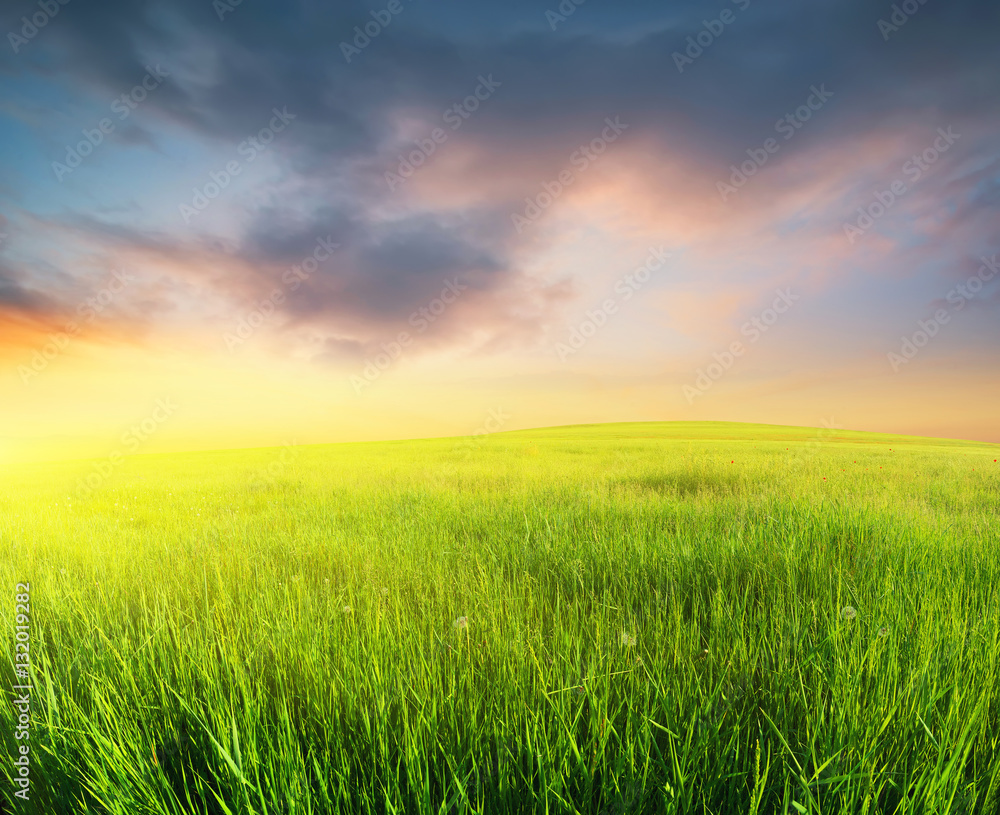 Grass on the field during sunrise. Agricultural landscape in the summer time..