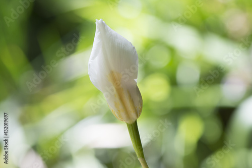 Fototapeta Naklejka Na Ścianę i Meble -  Dietes Grandiflora Flower Bud, Large Wild Iris, Fairy Iris