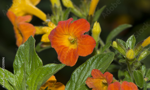 Streptosolen Jamesonii  The Marmalade Bush Flowers