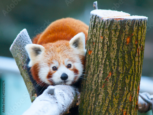 Red panda, aka lesser panda, Ailurus fulgens, lying on a branch. photo
