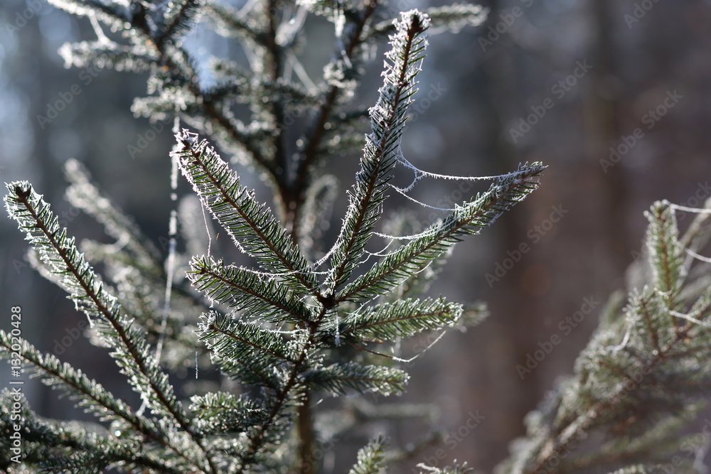 Coniferous trees in forest / Needles in the frost Coniferous trees in forest / Needles in the frost