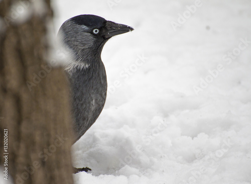 jackdow (crow) in snow standing behind a tree photo