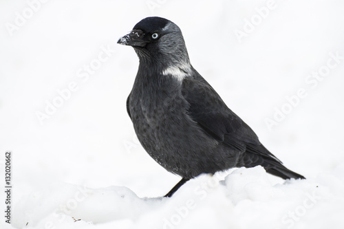 jackdow (crow) in snow