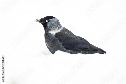 jackdow (crow) in snow