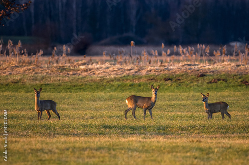 Rehe / Rehe auf einer Wiese bei Dannenberg (Lüchow-Dannenberg, Wendland, Niedersachsen). Aufgenommen am 29. Dezember 2016.