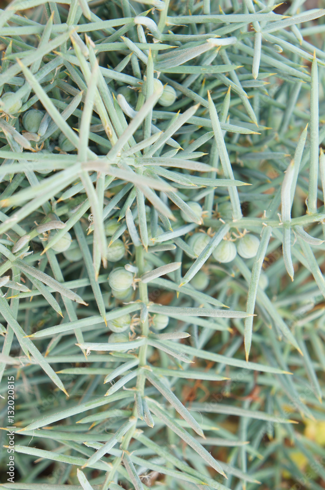 Asparagus stipularis green plant with berry Asparagus stipularis green plant with berry