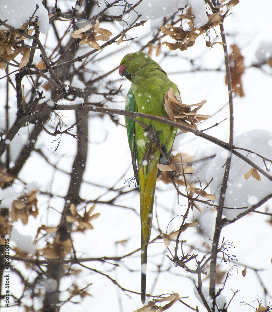ring necked parakeet (green parrot) feeding under snow in winter