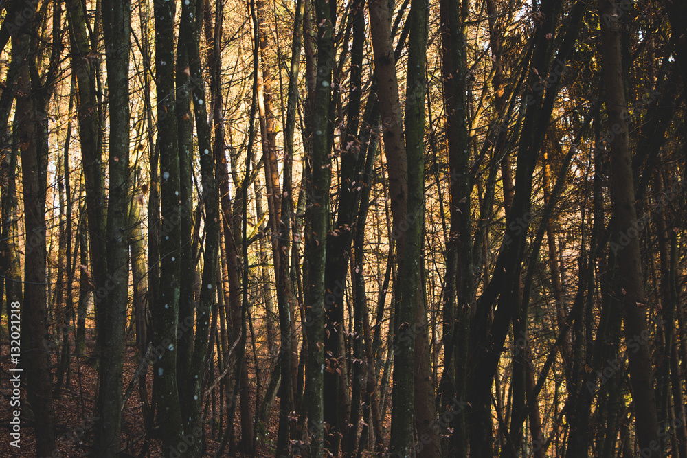 Obraz premium Forest