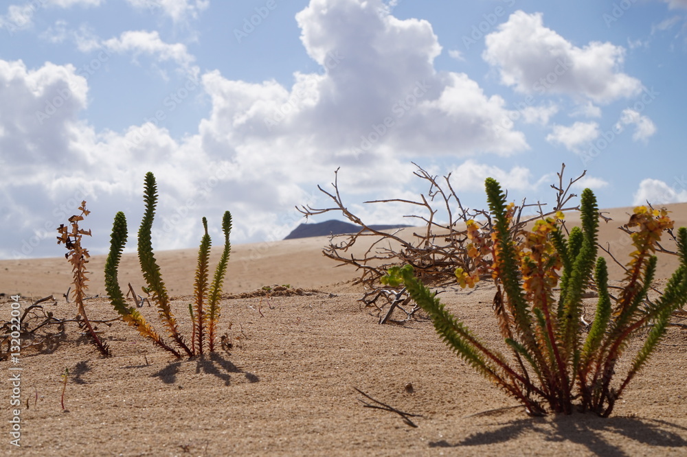 Fuerteventura - Corralejo Dunes