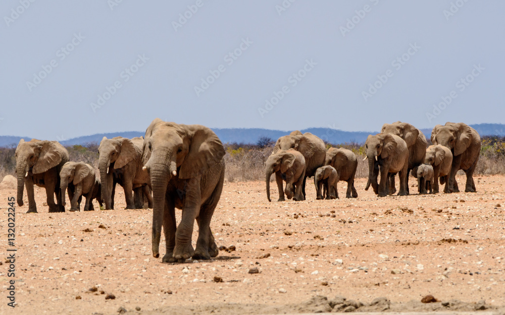 Fototapeta premium African elephants walking to the waterhole