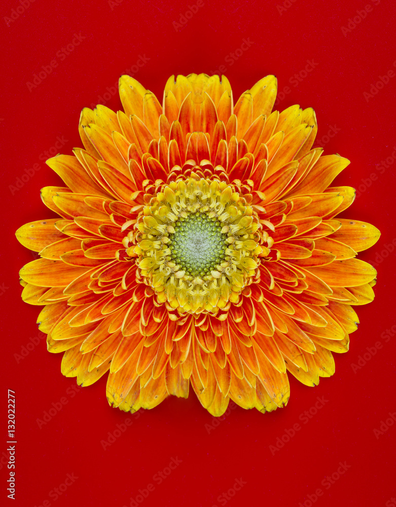 Yellow flower Barberton daisy closeup on the red background Yellow flower Barberton daisy closeup on the red background