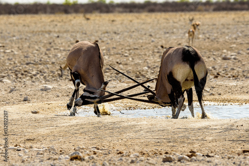 фотографія oryx fighting at the waterhole