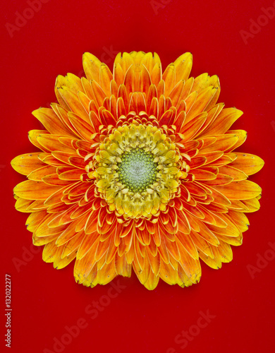 Yellow flower Barberton daisy closeup on the red background