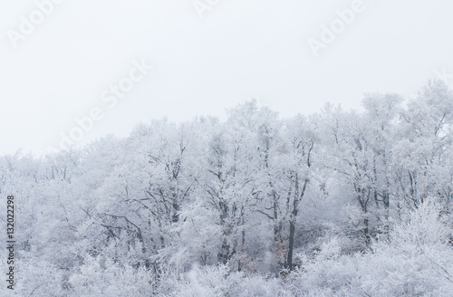 frozen snow on forest trees