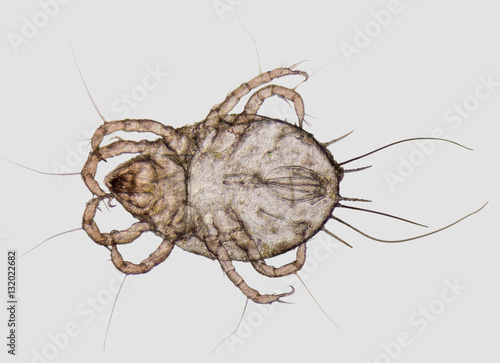 Tableau sur toile House dust mite closeup