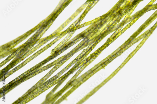 microscopic zygnema algae detail