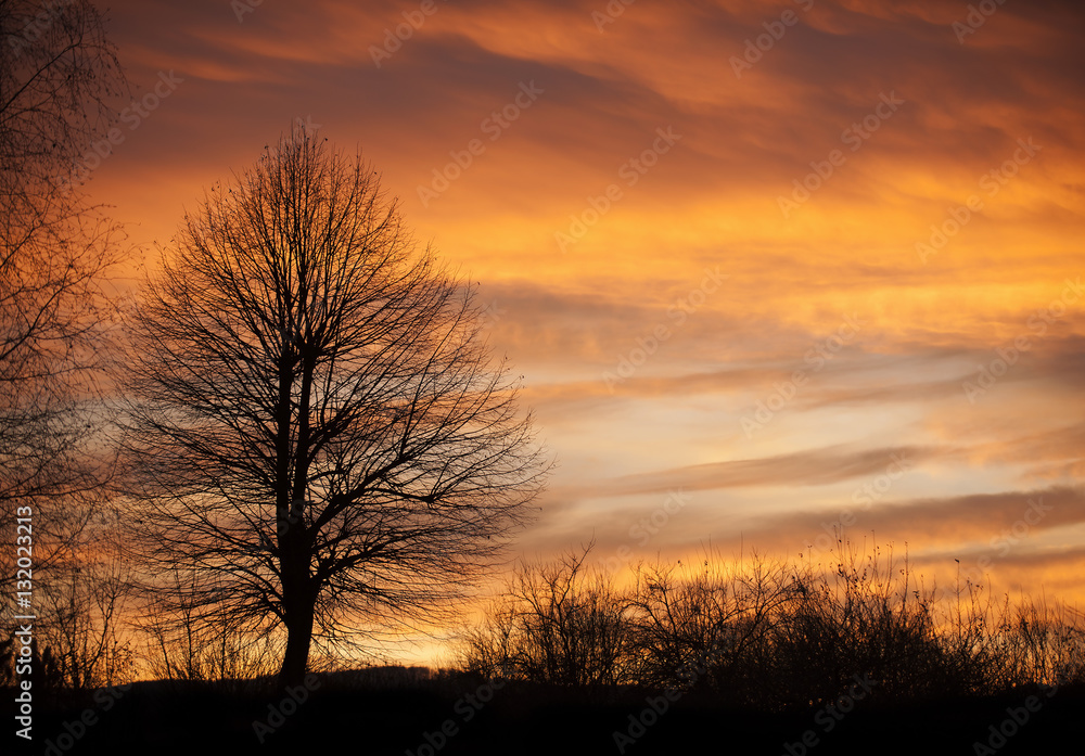 Tree in sunset time with birds