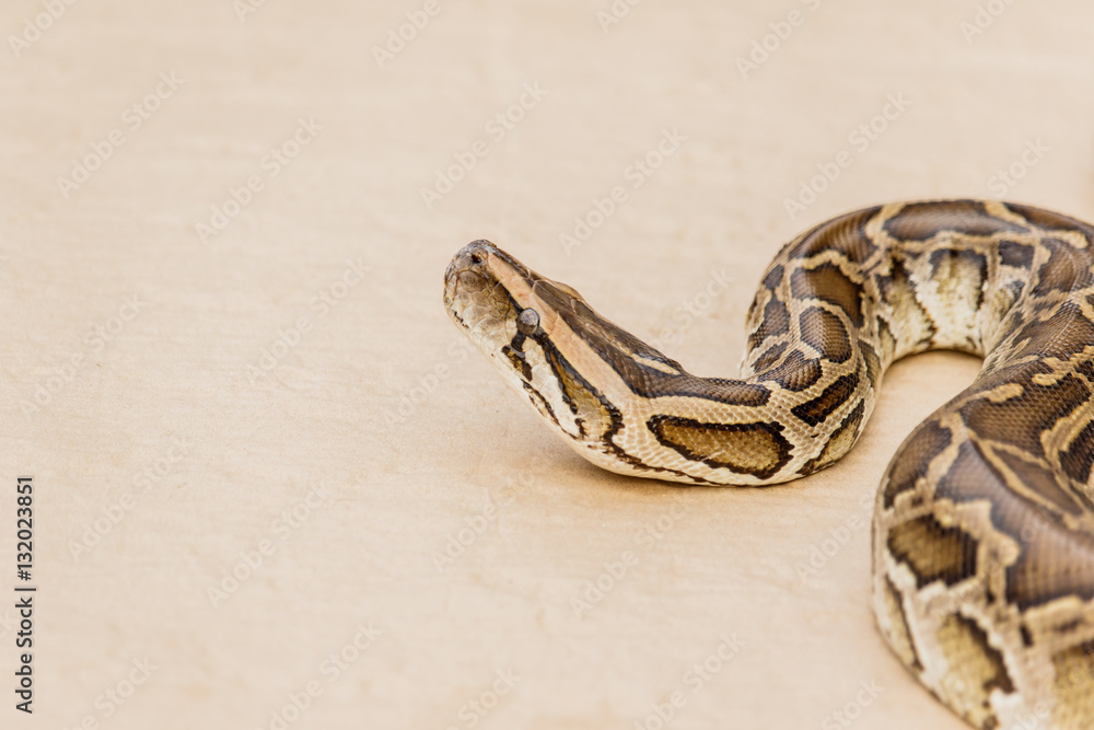 Big Reticulated Python or Boa on floor Big Reticulated Python or Boa on floor