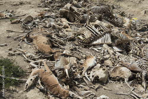 Animal carcass grave yard