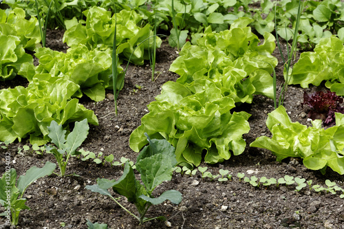 Gemüsebeet mit Salaten