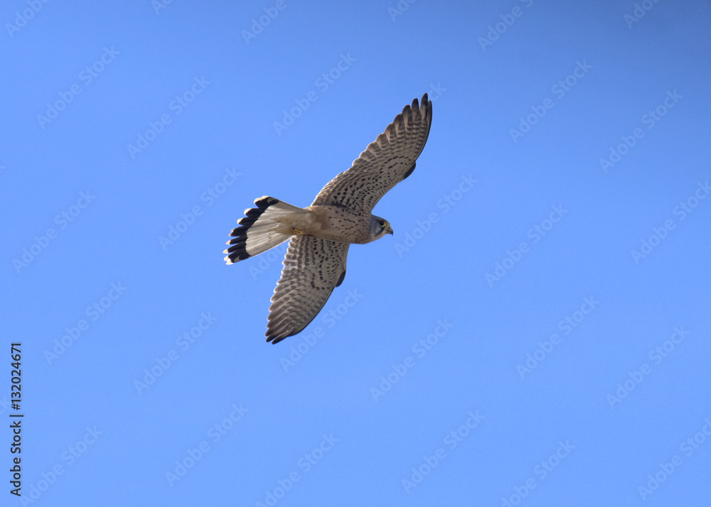 Fototapeta premium Falcon Common Kestrel / Falco tinnunculus