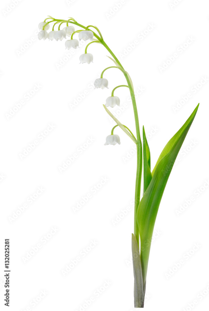 Fototapeta premium Lily of the Valley isolated on white