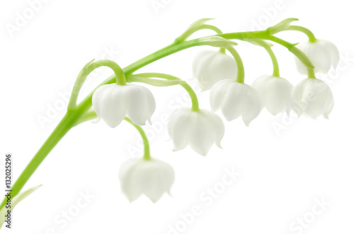 Fotografija Lily of the Valley isolated on white